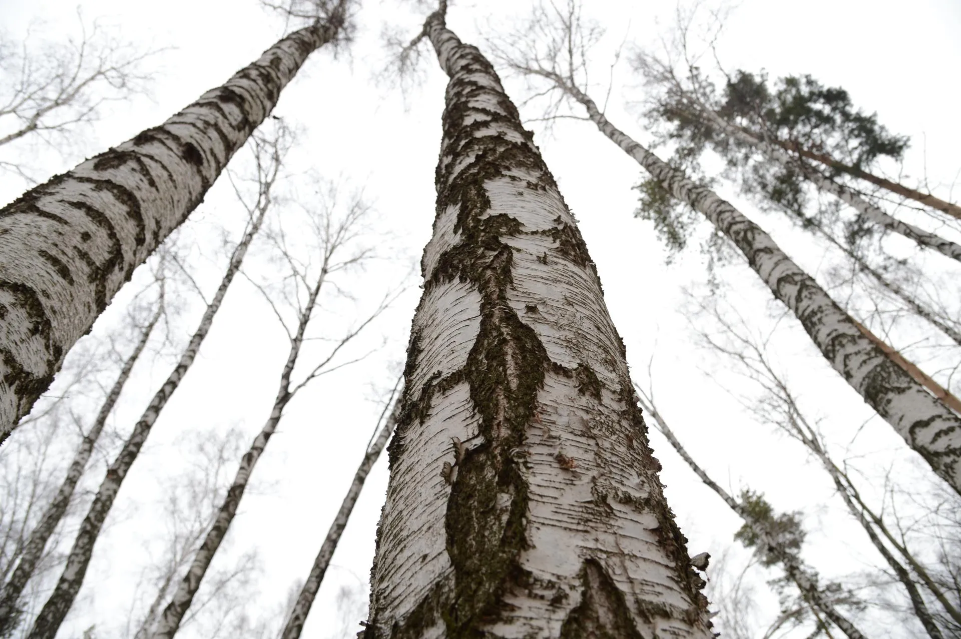 REGIONS/Нина Соколова