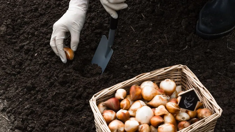 Фото: istockphoto.com/Jurgute