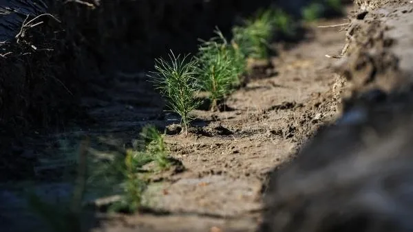 Полезная инициатива: губернатор рассказал, как пройдет акция «Наш лес» в Подмосковье