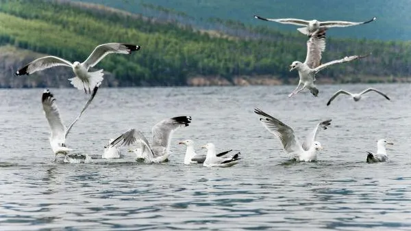 Свыше 1 тысячи чаек насчитывает колония в Лобне