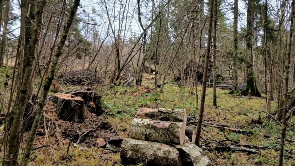 Фото: Комитет лесного хозяйства Московской области