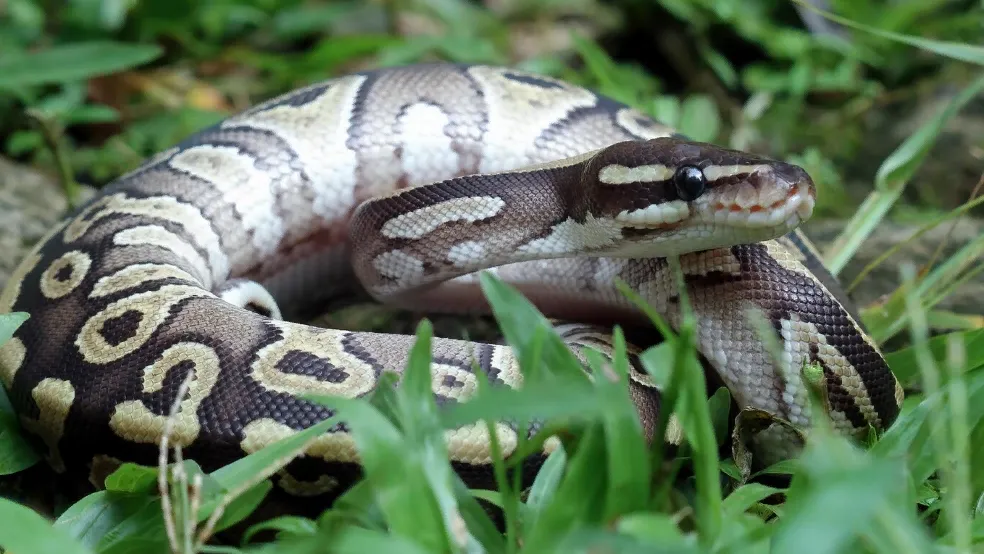 медиасток.рф