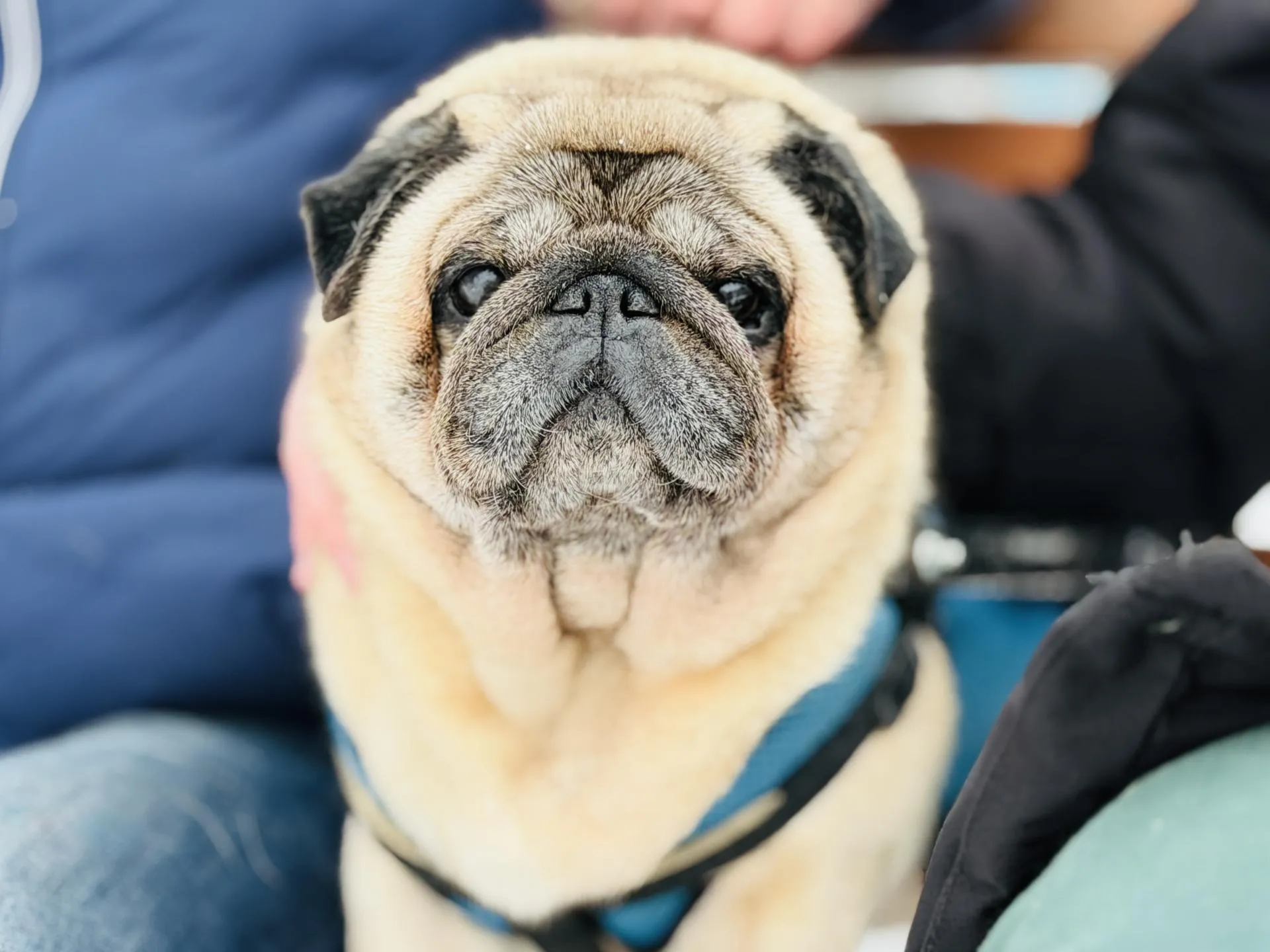 МедиаБанк Подмосковья/Ольга Стаферова