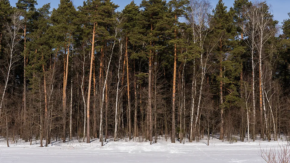 Фото: медиасток.рф