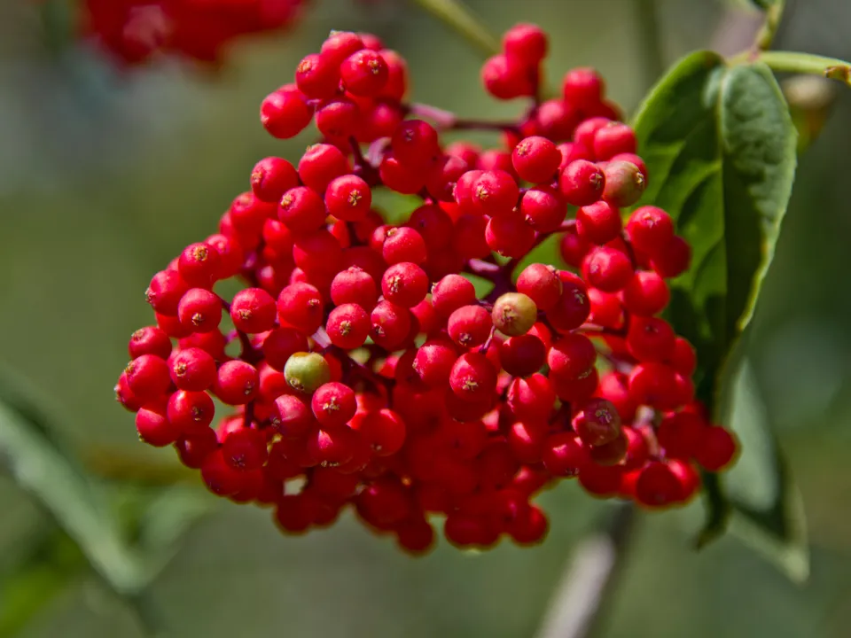 Фото: сommons.wikimedia/Sunsight