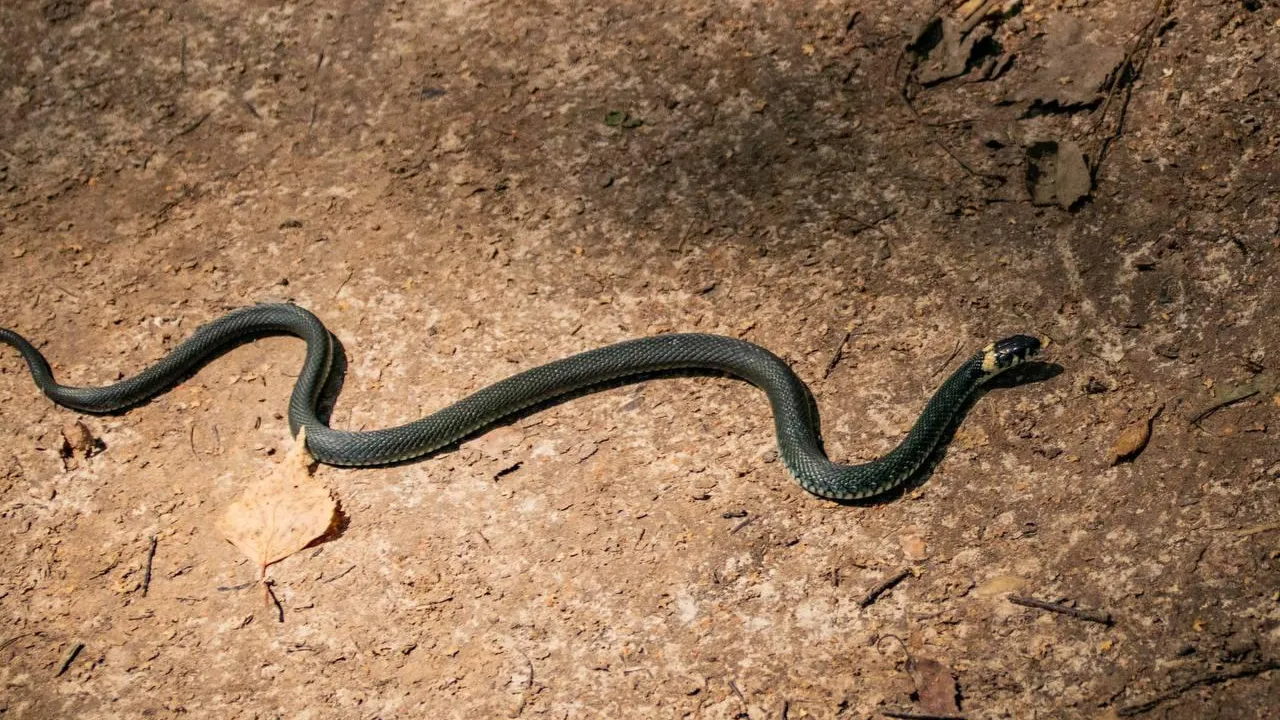 Фото: пресс-служба Администрации г.о. Домодедово