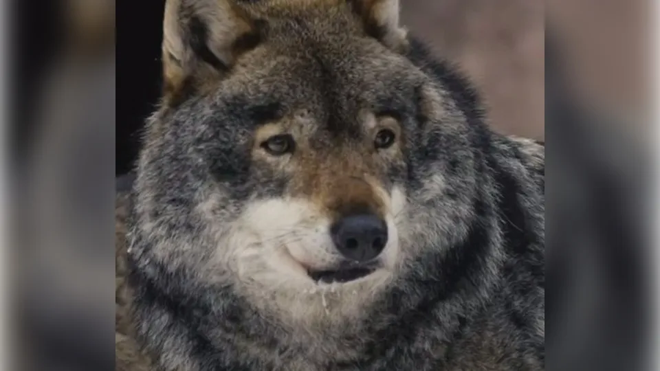 Фото: Московский зоопарк