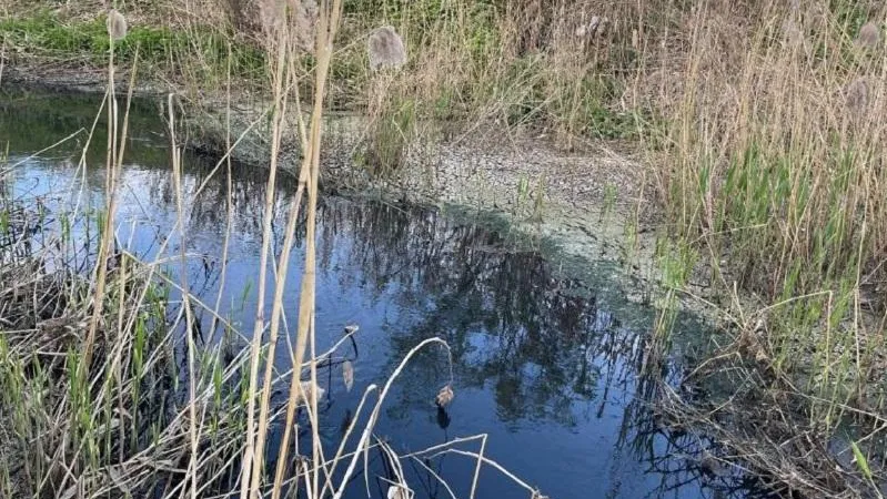 Минэкологии МО.