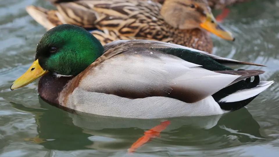 Фото: Союз охраны птиц России и Русского географического общества