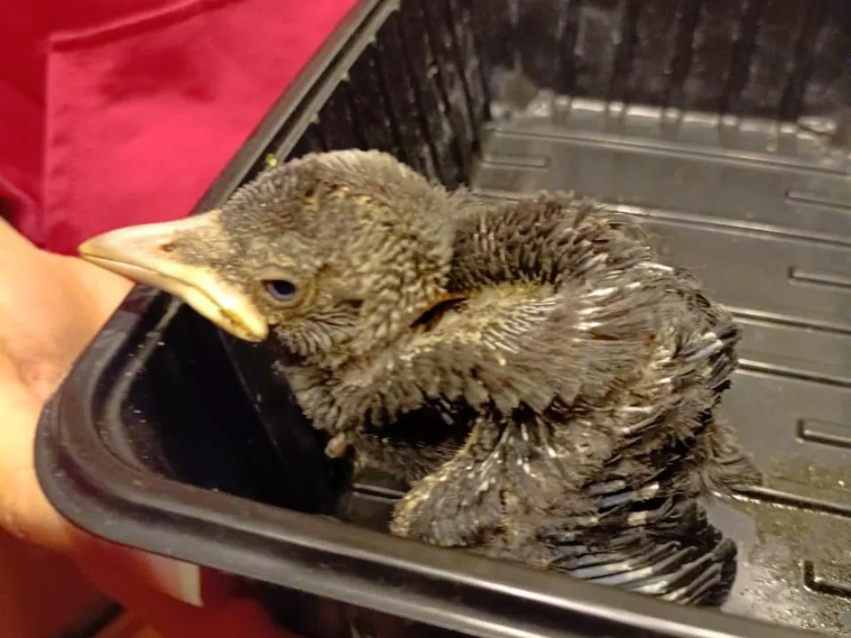 Фото: ГКУ МО «Мособлпожспас»