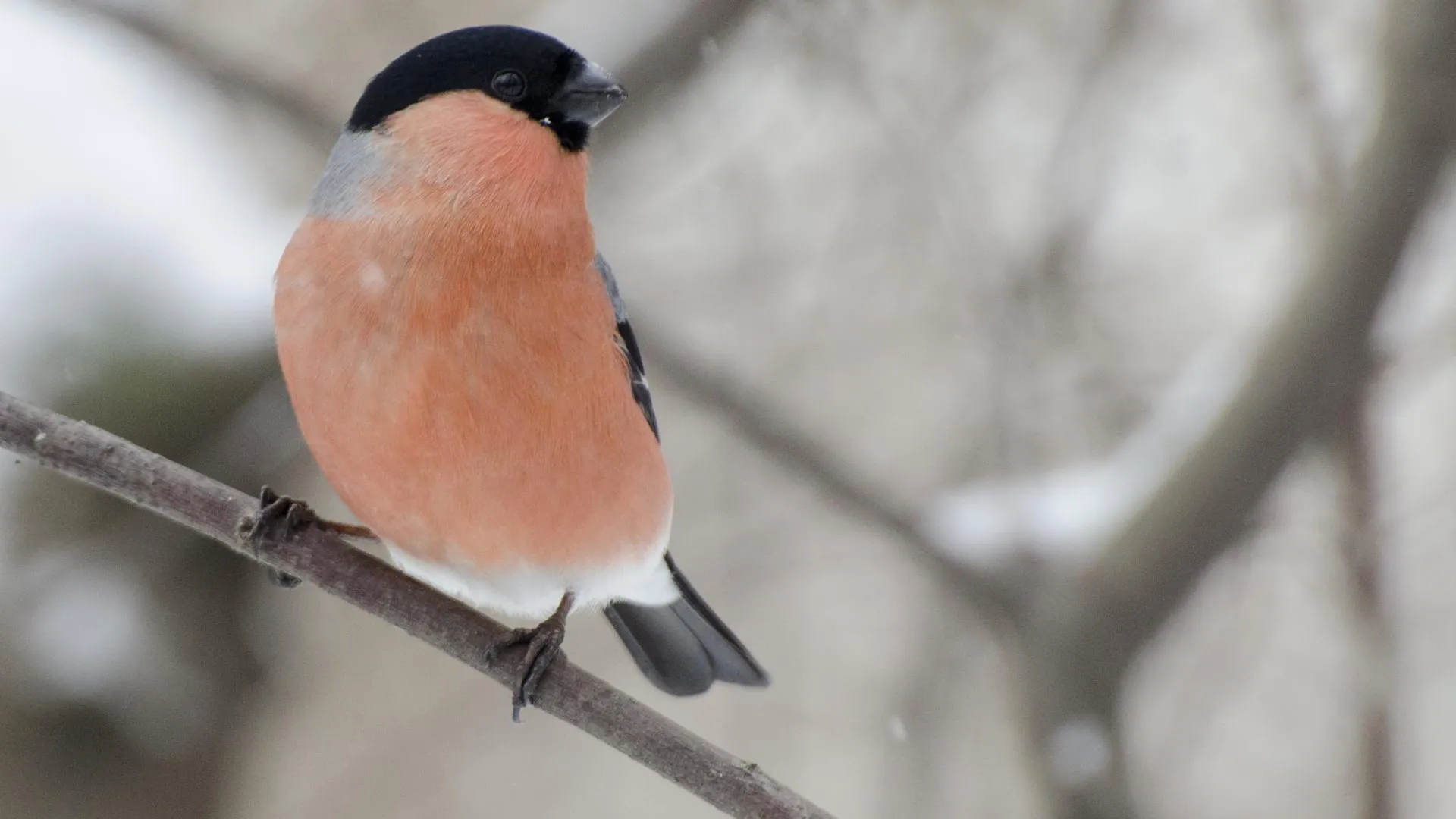 Анна Евсеева