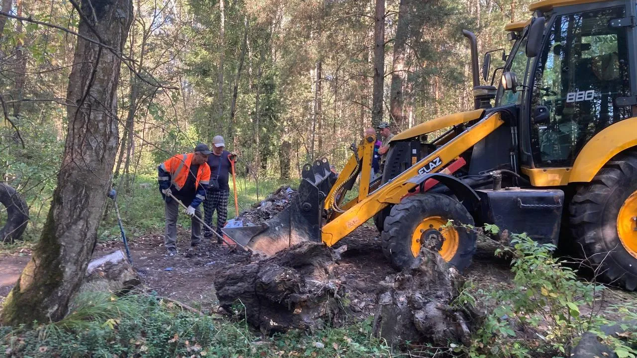 Фото: Комитет лесного хозяйства МО