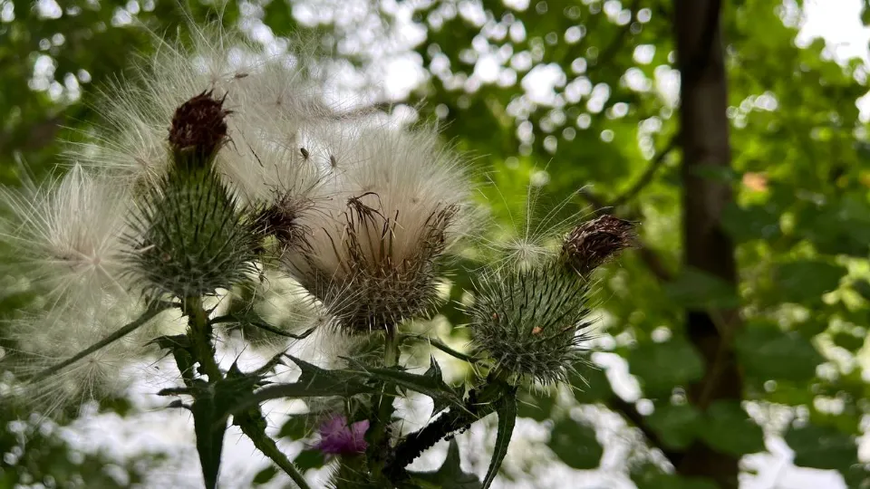 Фото: REGIONS/Елена Фурман