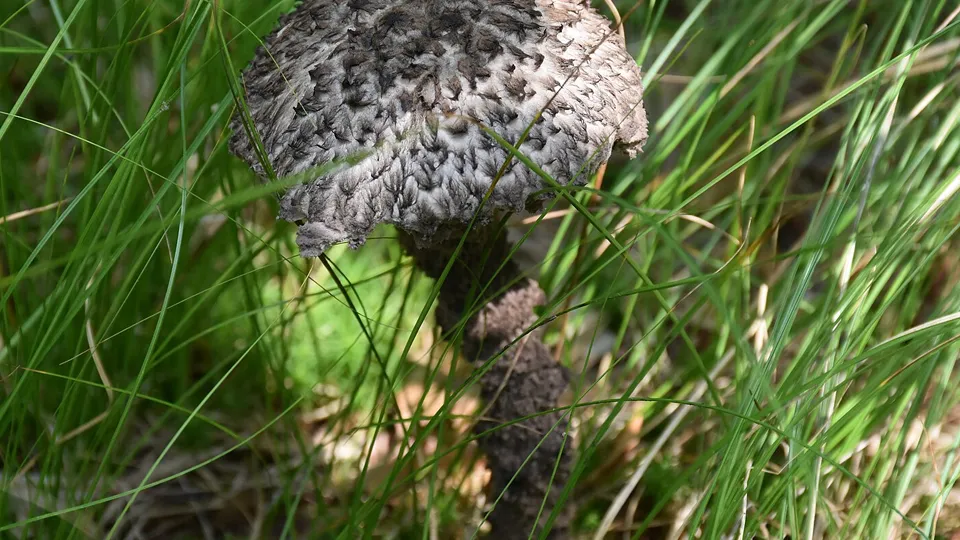 Шишкогриб хлопьеножковый. Фото: сommons.wikimedia/Dmitry Brant