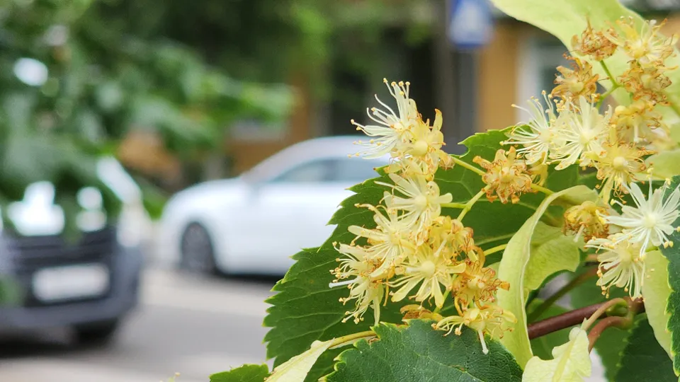 Фото: МедиаБанк Подмосковья/Андрей Семибратов