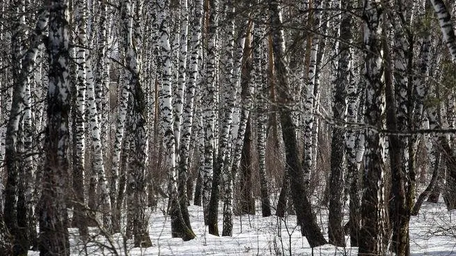 В ХМАО в лесу нашли мужчину, который застрелил односельчанина