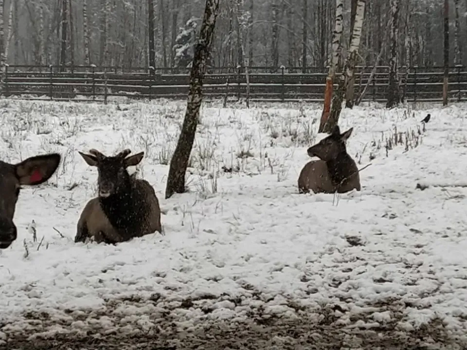 Фото: пресс-служба национального парка «Лосиный остров»