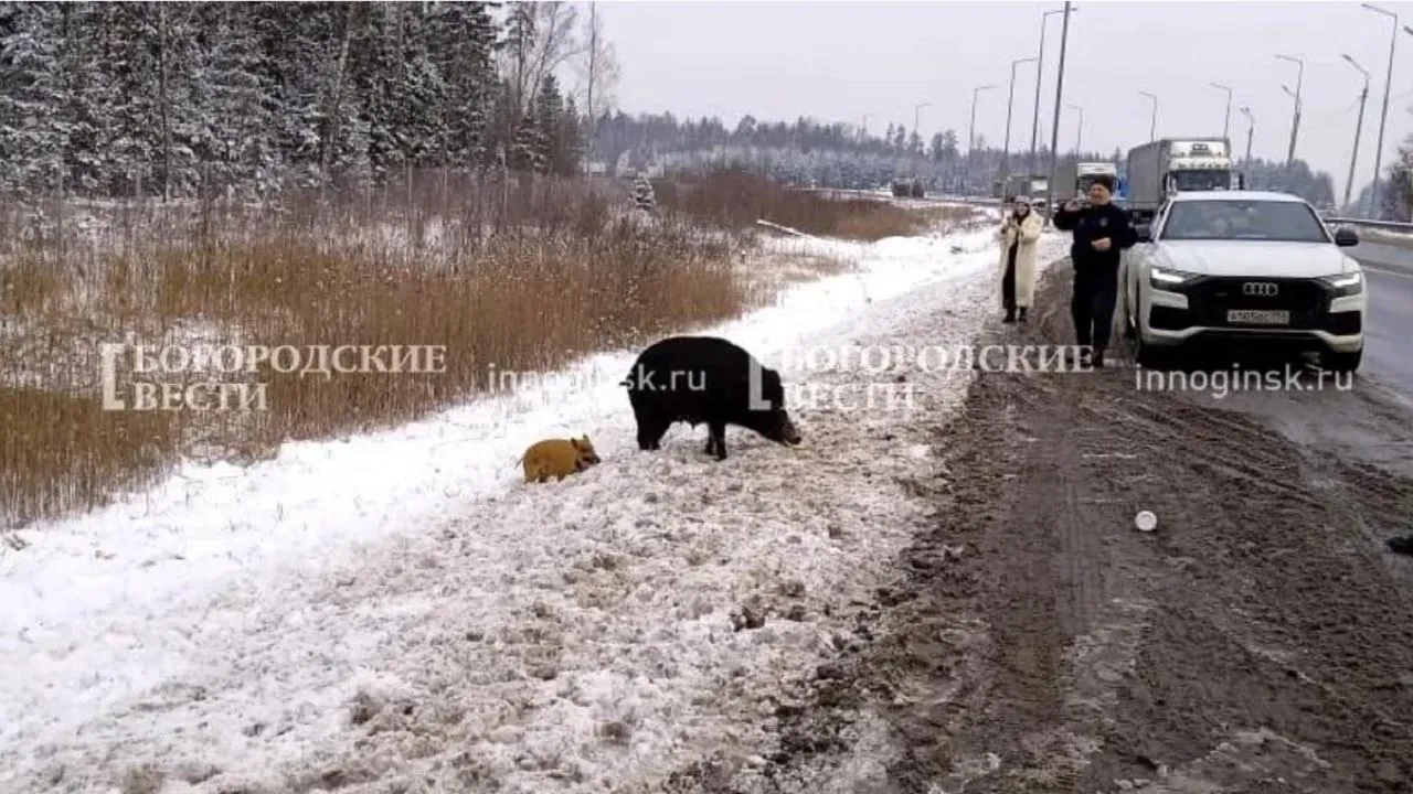 газета «Богородские вести»