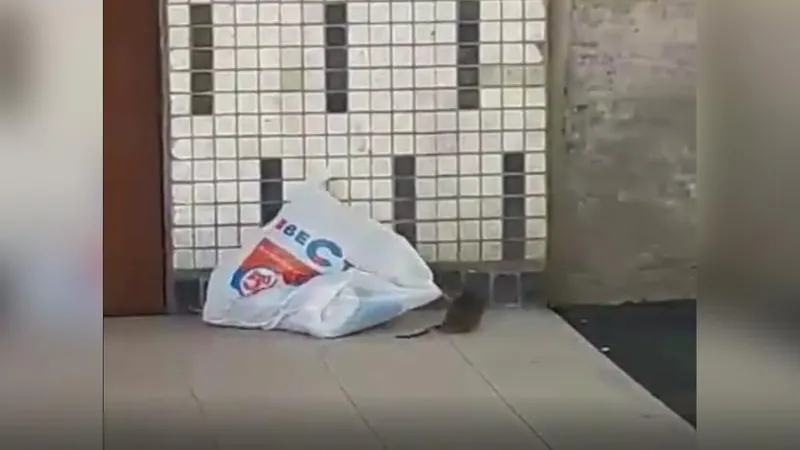 Крысы воруют мусор у жителей Королева