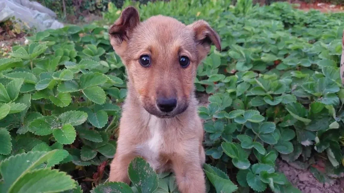 Источник: Олег Герасимов