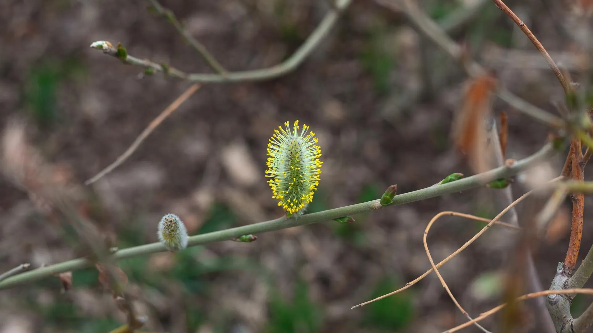 медиасток.рф