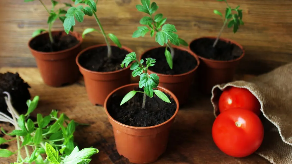 Фото: Pixabay.com