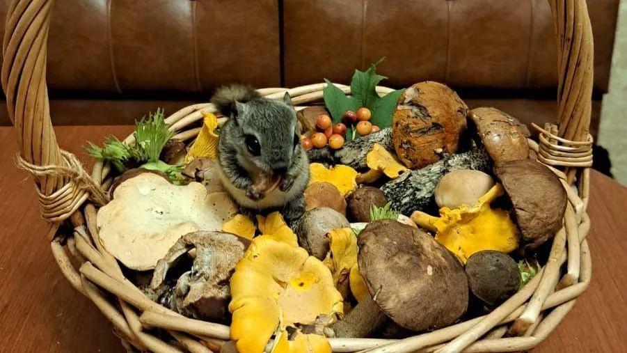 Анна Колесникова