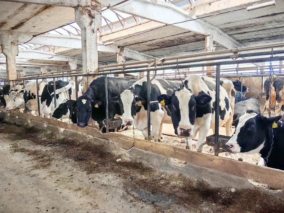 Фото: МедиаБанк Подмосковья/Елена Катасонова