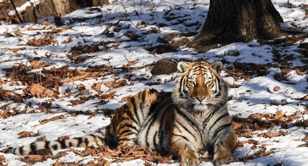 Амурский тигр напал и растерзал лесничего в Приморье