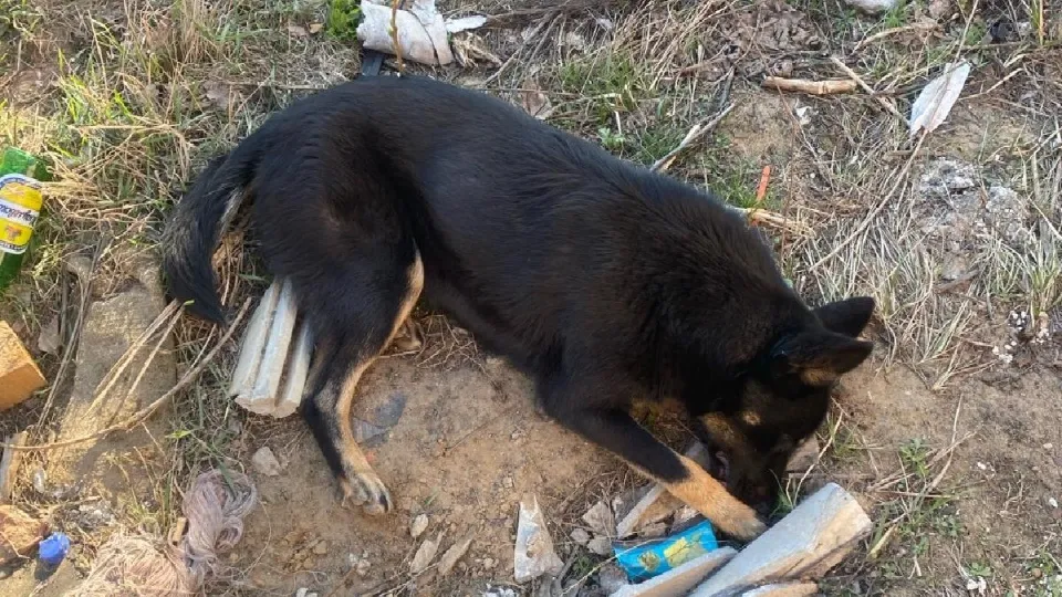 Фото: администрация г.о. Воскресенск