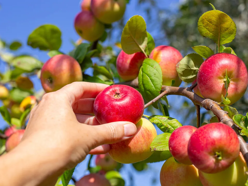 Фото: istockphoto.com