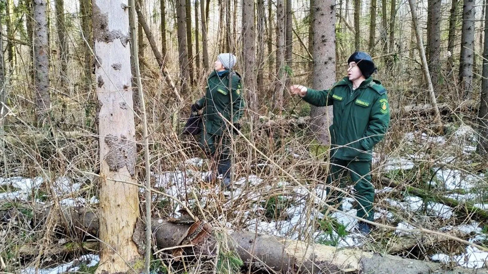 Фото: Комитет лесного хозяйства МО
