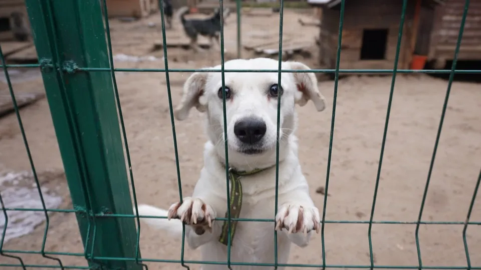 Фото: МедиаБанк Подмосковья/Алена Притула