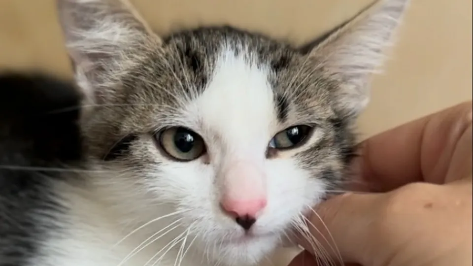 Фото: мини-приют «Дом котиков»