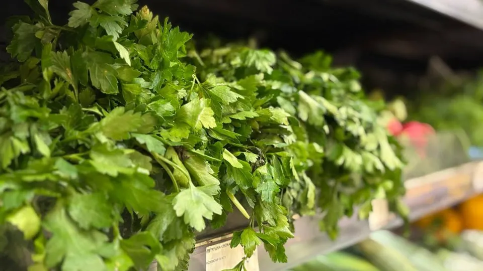 REGIONS/Полина Крачун