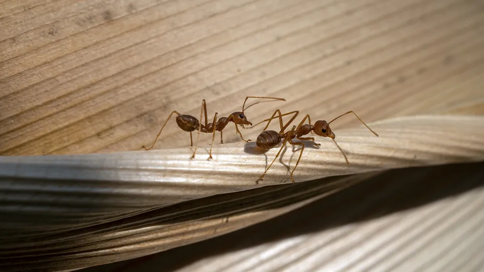 Фото: istockphoto.com/Jaka Suryanta