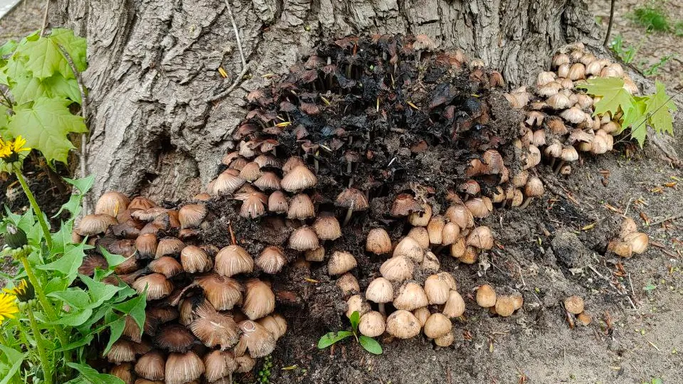 Фото: Иван Федулов