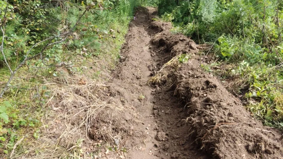 Фото: Комитет лесного хозяйства МО