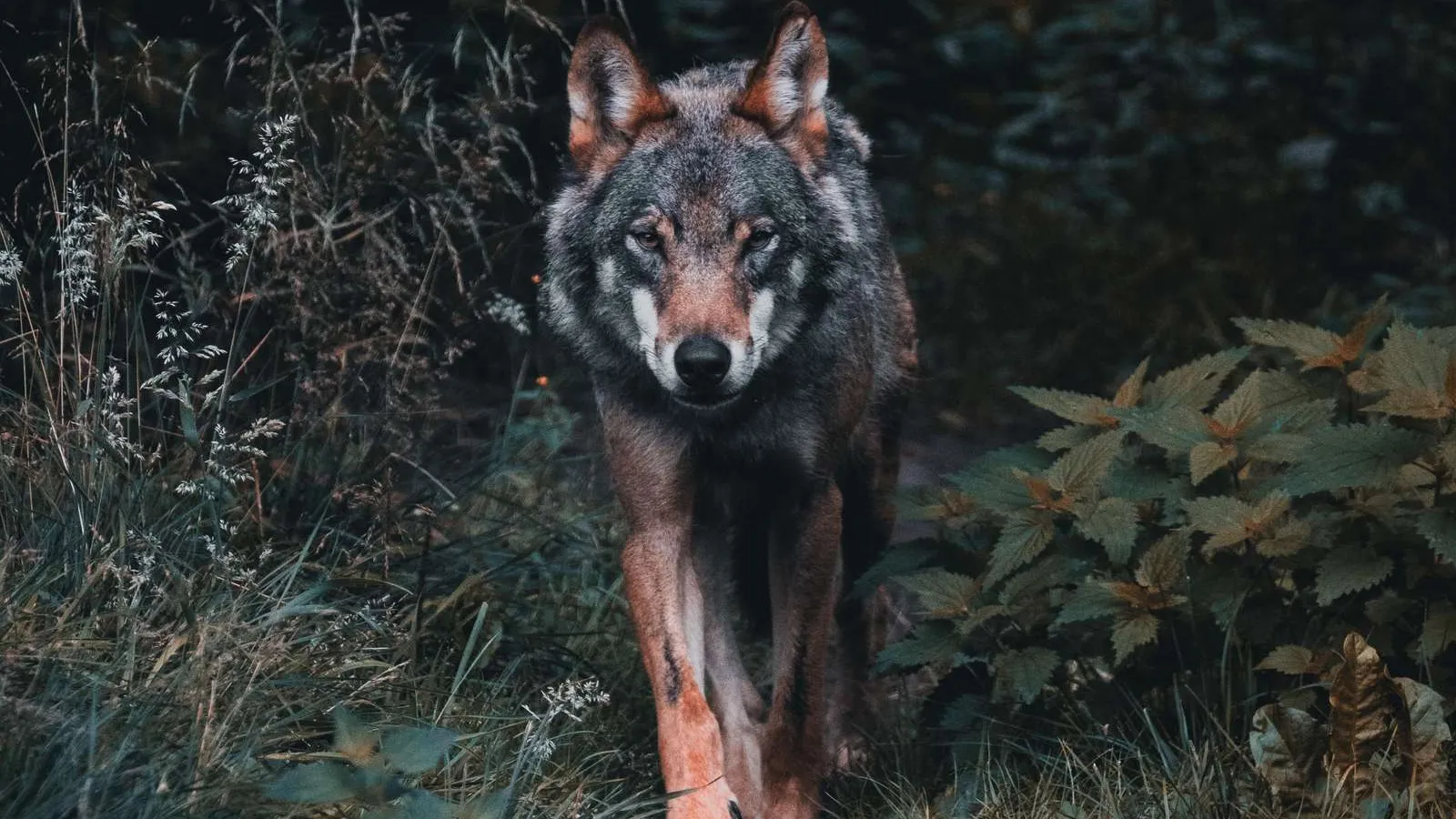 Unsplash/Julien Riedel