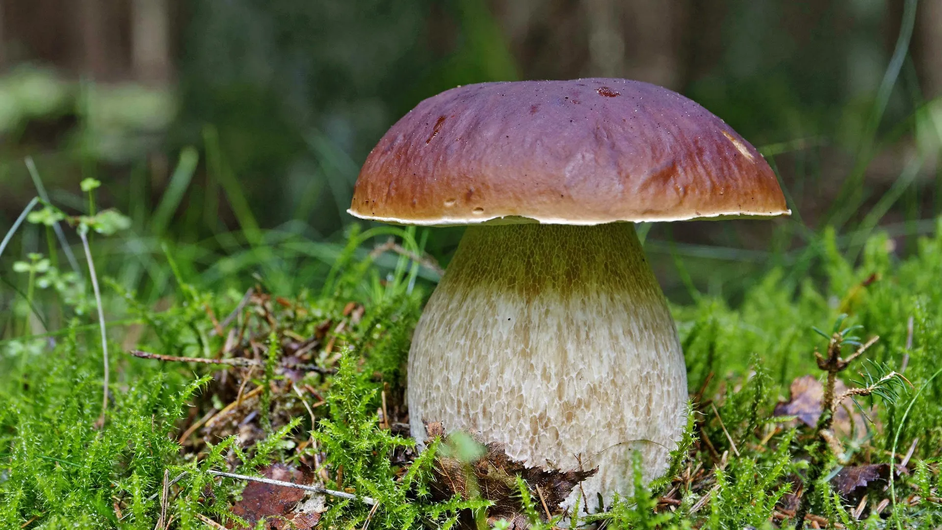 Фото: vk.com/Грибы и Грибники Подмосковья