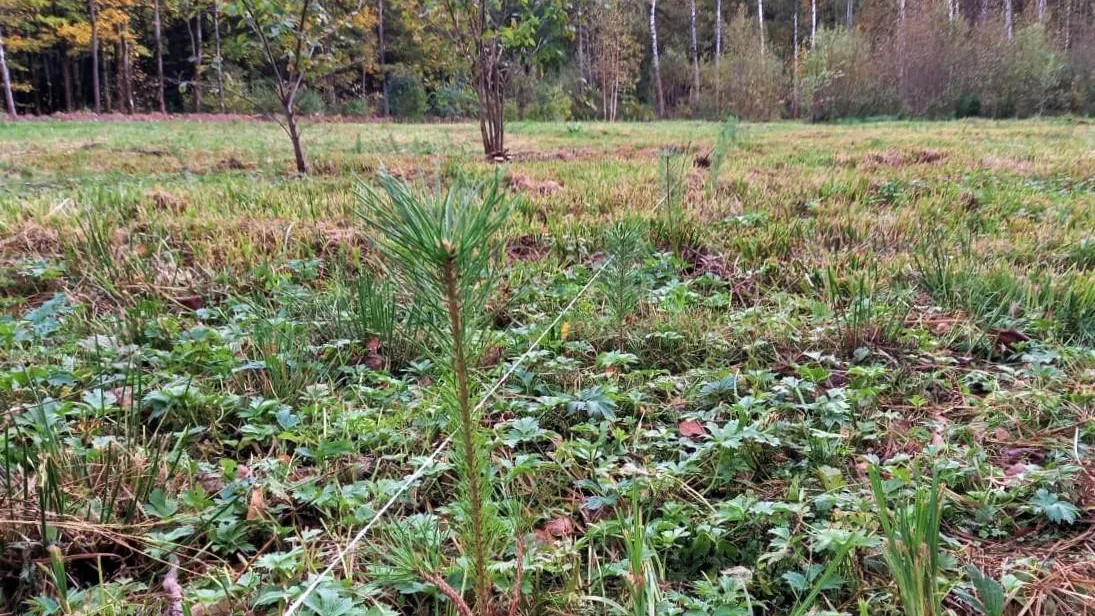 Комитет лесного хозяйства МО