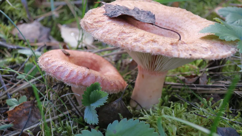 Фото: медиасток.рф