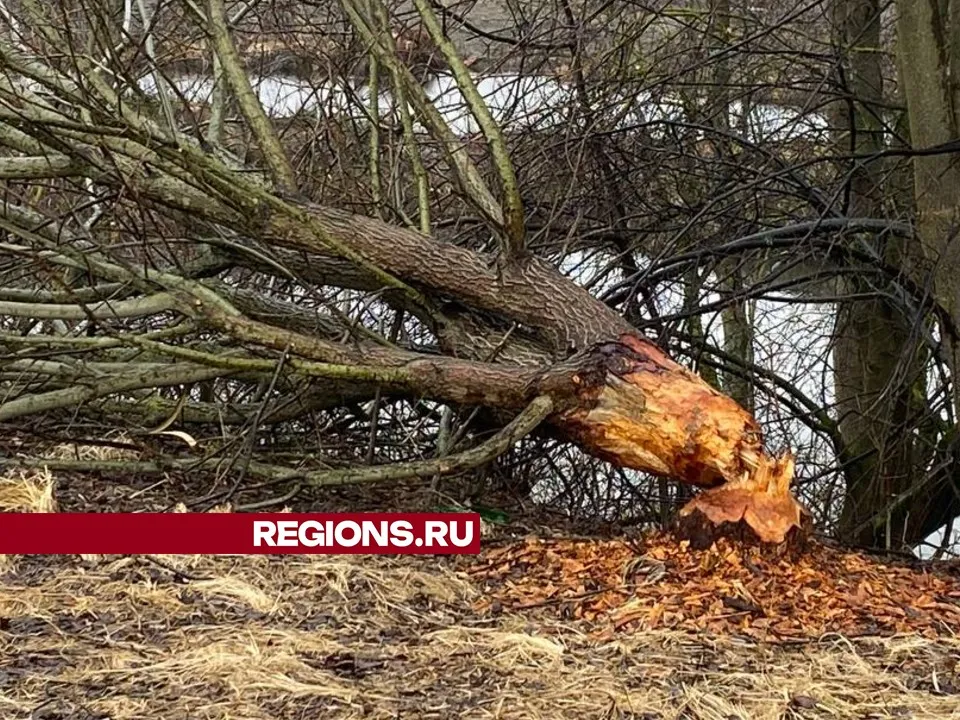 Фото: Дарья Орнадская