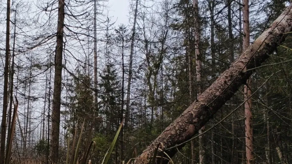 Фото: Комитет лесного хозяйства Московской области
