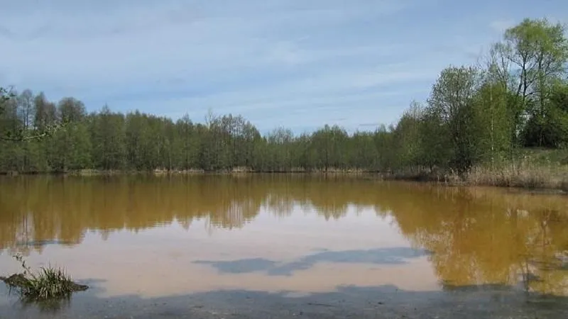 Заказник с уникальными озерами в Орехово-Зуево поставили на кадастровый учет