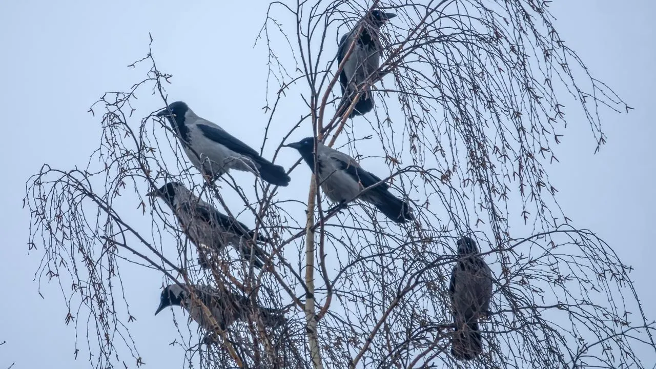 istockphoto.com/Maximillian-cabinet