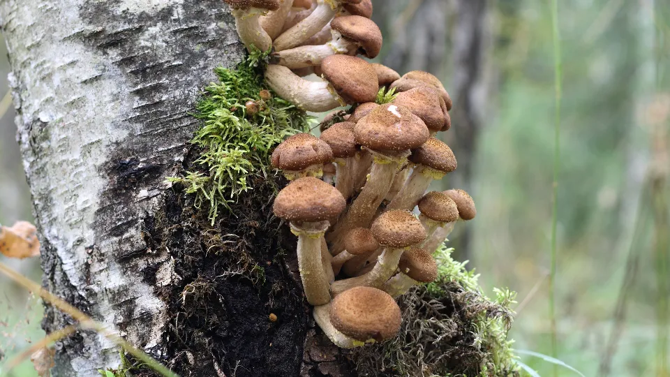 Фото: istockphoto.com/Pobytov