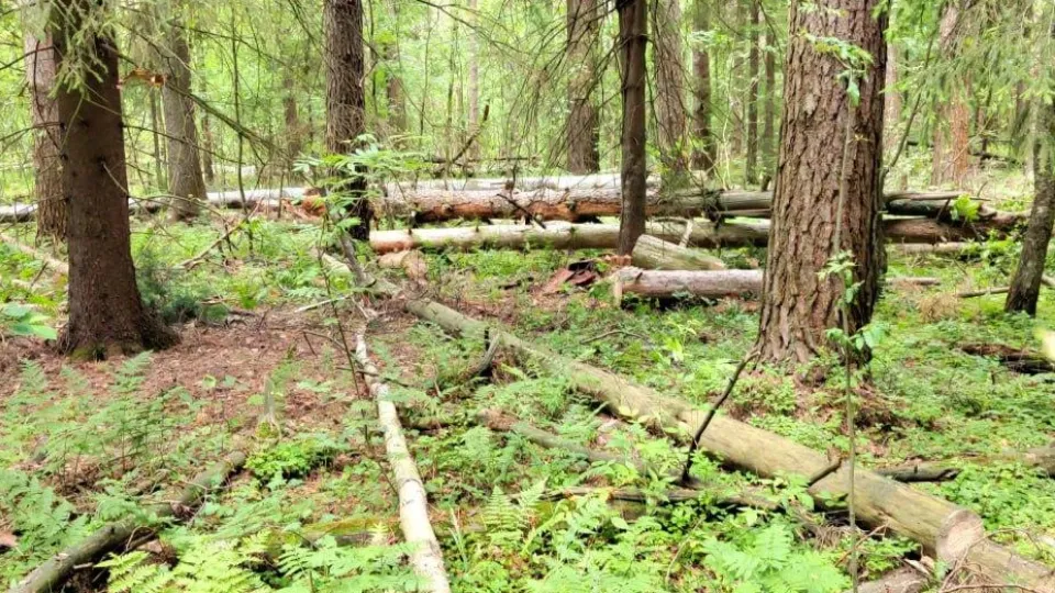Фото: Комитет лесного хозяйства Московской области