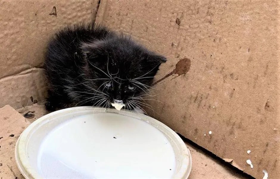 Фото: ГКУ МО «Мособлпожспас»