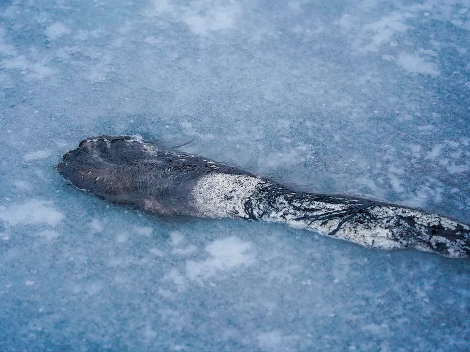 Фото: пресс-служба администрации м. о. Шатура&nbsp;